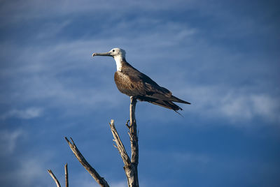 Bird perching on a tree