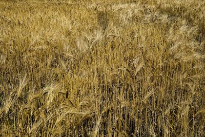 Full frame shot of wheat field