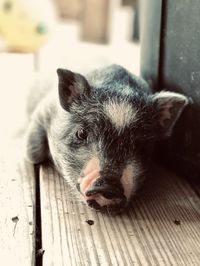 Close-up of pig lying on wood