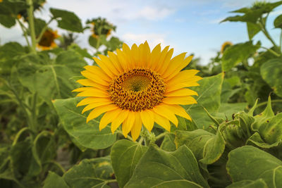 Close-up of sunflower growing in farm