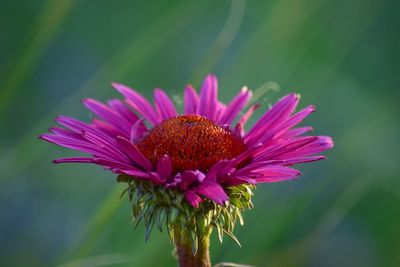 Close-up of pink flower blooming outdoors