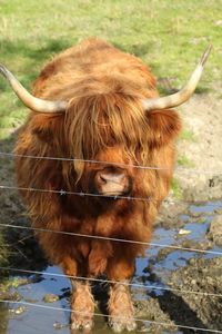 Close-up of cow standing on field