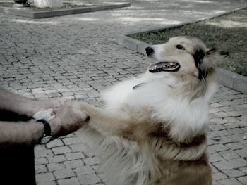 High angle view of dog on sidewalk