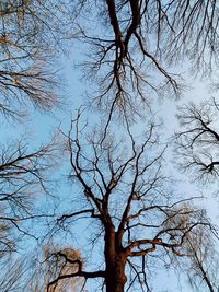 Low angle view of bare tree against sky