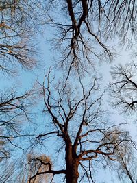 Low angle view of bare tree against sky