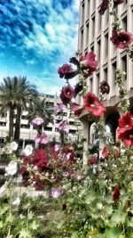 Low angle view of flowers on tree