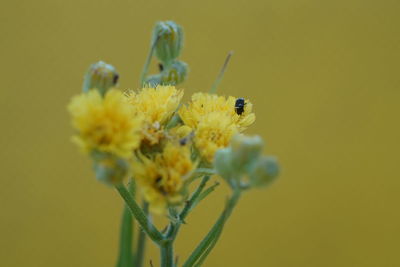 Close-up of insect on yellow flower