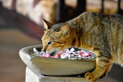 Close-up of a cat drinks water from a flower bowl
