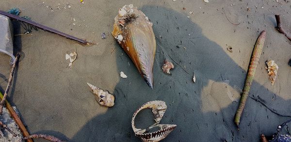 High angle view of an animal on beach