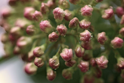 Close-up of red flowering plant