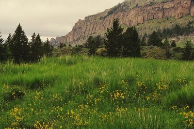 Scenic view of grassy field against sky