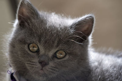 Close-up portrait of a cat