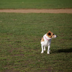 Dog running on grassy field