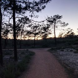 Road passing through forest