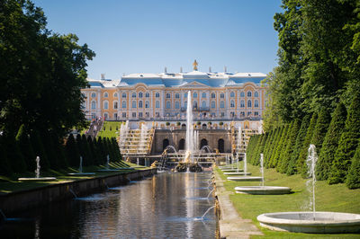 The canal in peterhof next to the samson fountain. many fountains of golden color on the background 