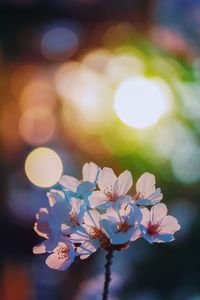 Close-up of cherry blossom