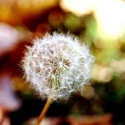 Close-up of dandelion