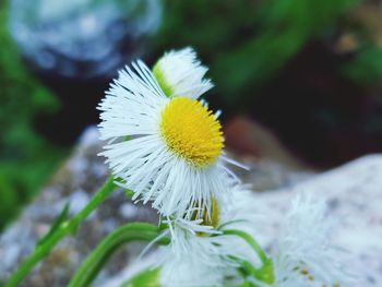 Close-up of white flower