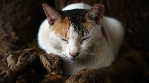 Close-up of cat sleeping on rock