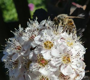 Close-up of bee on white flowers