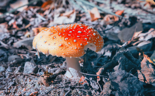 Close-up of fly agaric mushroom on field