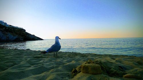 Seagull on rock in sea against clear sky