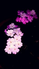 Close-up of pink flower