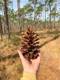 Cropped hand holding pine cone