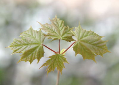 Close-up of maple leaves