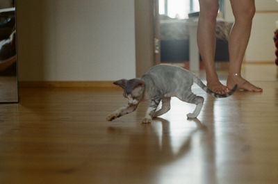 Low section of cat relaxing on floor at home