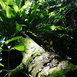 Trees growing in forest