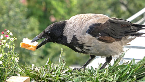 Close-up of bird perching on a plant