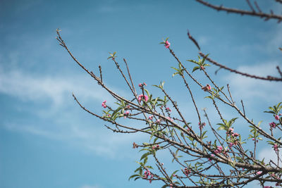 Low angle view of flowering plant against blue sky