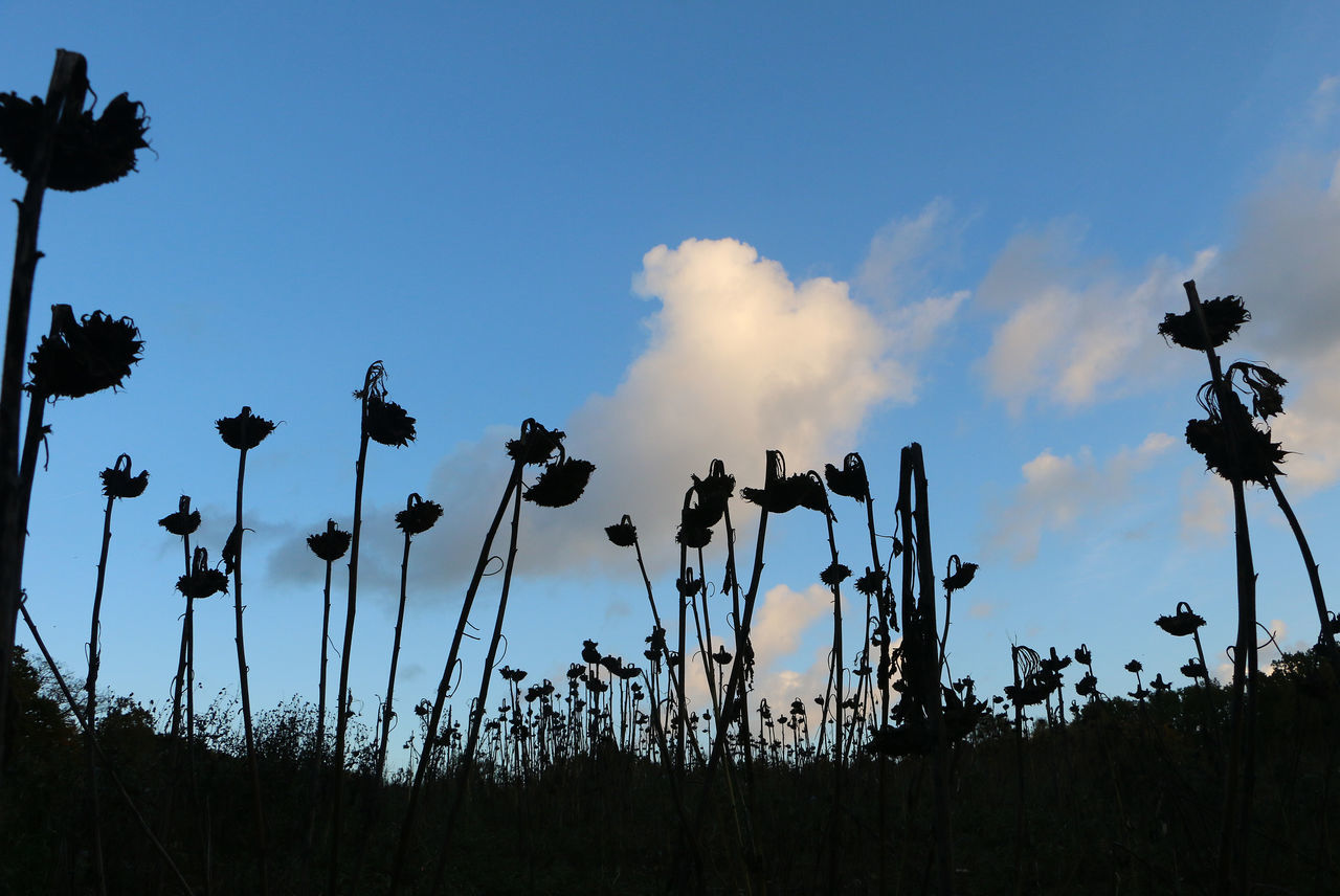 Sunflower sillouette