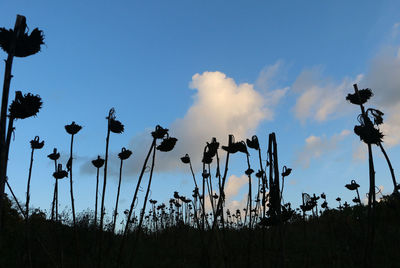 Low angle view of silhouette trees against sky