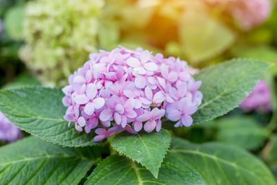 Close-up of pink flowering plant