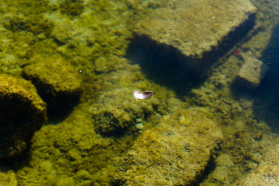 Close-up of jellyfish swimming in water