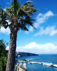 Palm tree by sea against sky