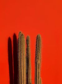 Close-up of cactus plant against red background