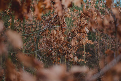 Close-up of dry plants on land