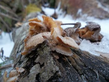 Close-up of dead plant on tree trunk