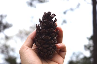 Close-up of hand holding pine cone