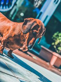 Close-up of a dog looking down