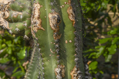 Close-up of insect on tree trunk