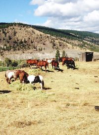 Cows grazing on field against sky