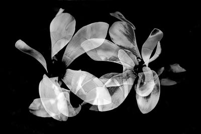 Close-up of flower over black background