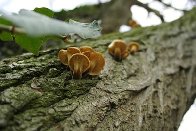 Close-up of mushrooms growing on tree trunk