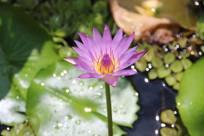 Close-up of wet purple flower blooming outdoors