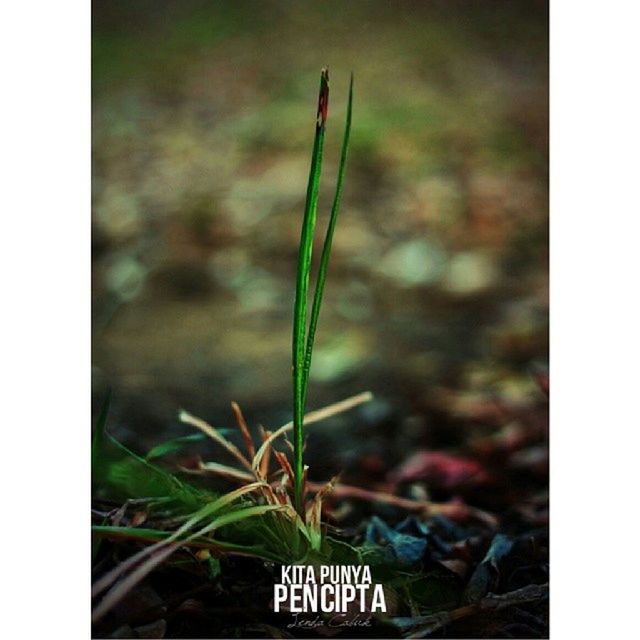 text, transfer print, plant, western script, communication, auto post production filter, growth, leaf, close-up, focus on foreground, nature, green color, outdoors, day, selective focus, no people, field, stem, information sign, non-western script