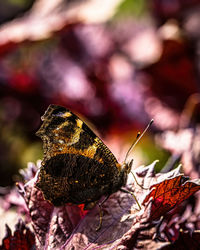 Close-up of butterfly on leaf